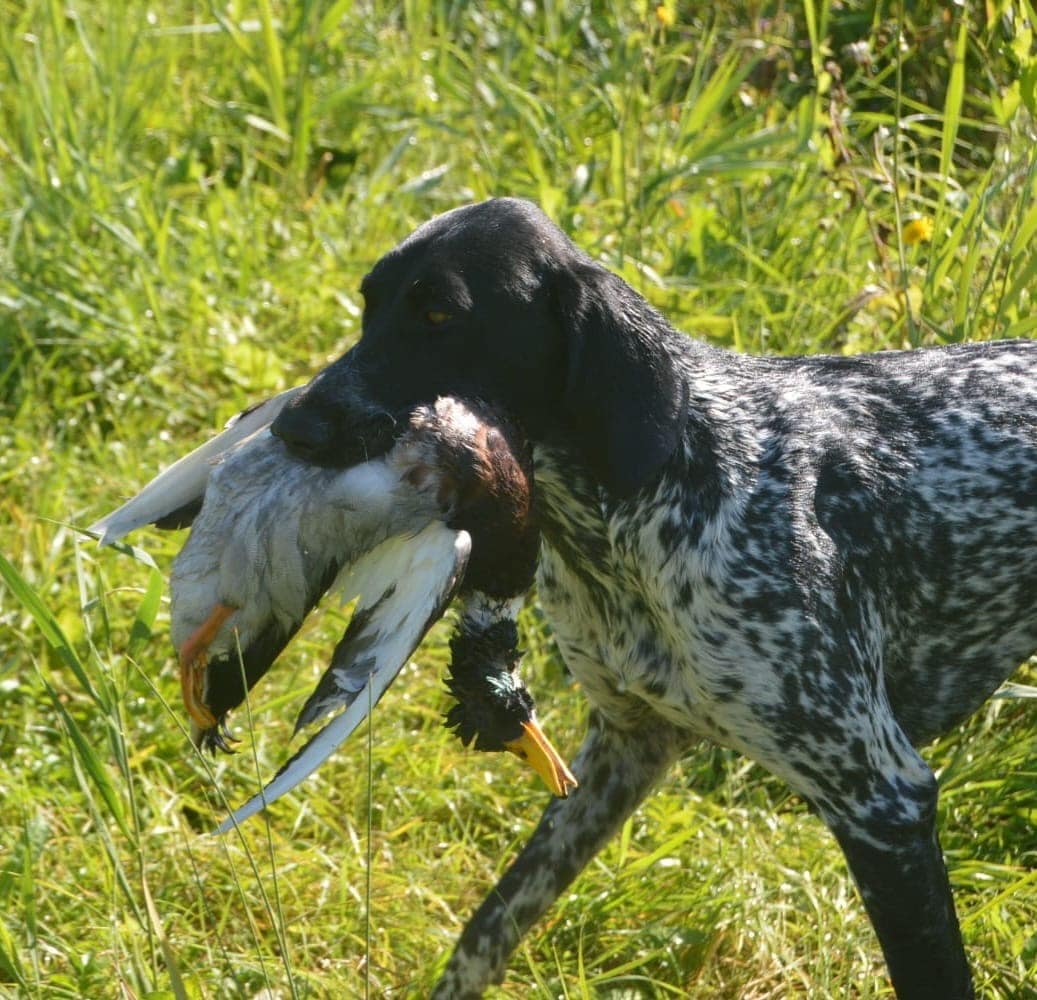 Degenhard von der Belmer Kroneneiche