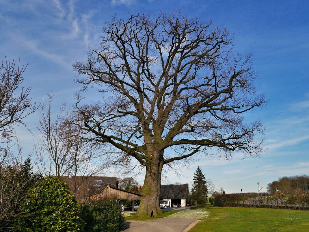 Belmer Kroneneiche, Foto: Rainer Lippert Foto. Rainer Lippert