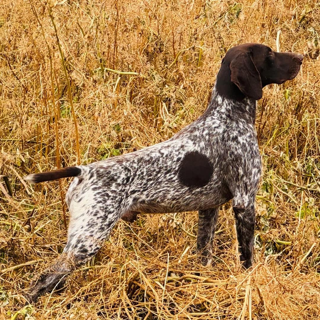 Bandit vom Rimpaustein