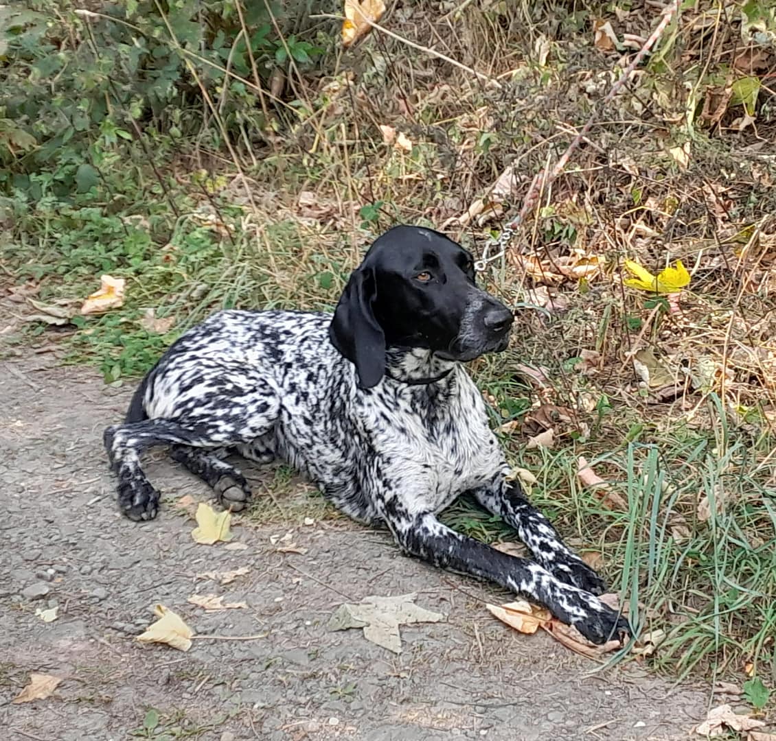Degenhard von der Belmer Kroneneiche