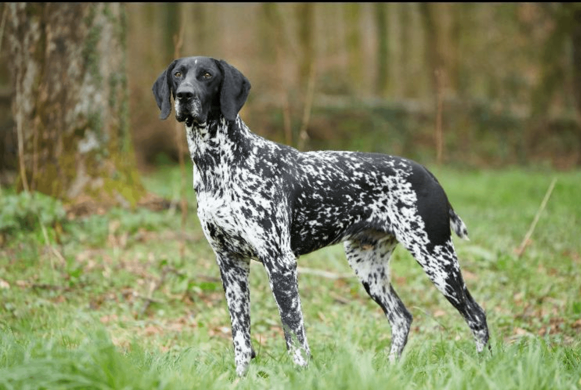 Vivant vom Hinschen- Hof