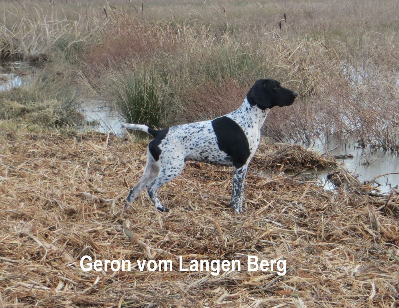 Geron vom Langen Berg