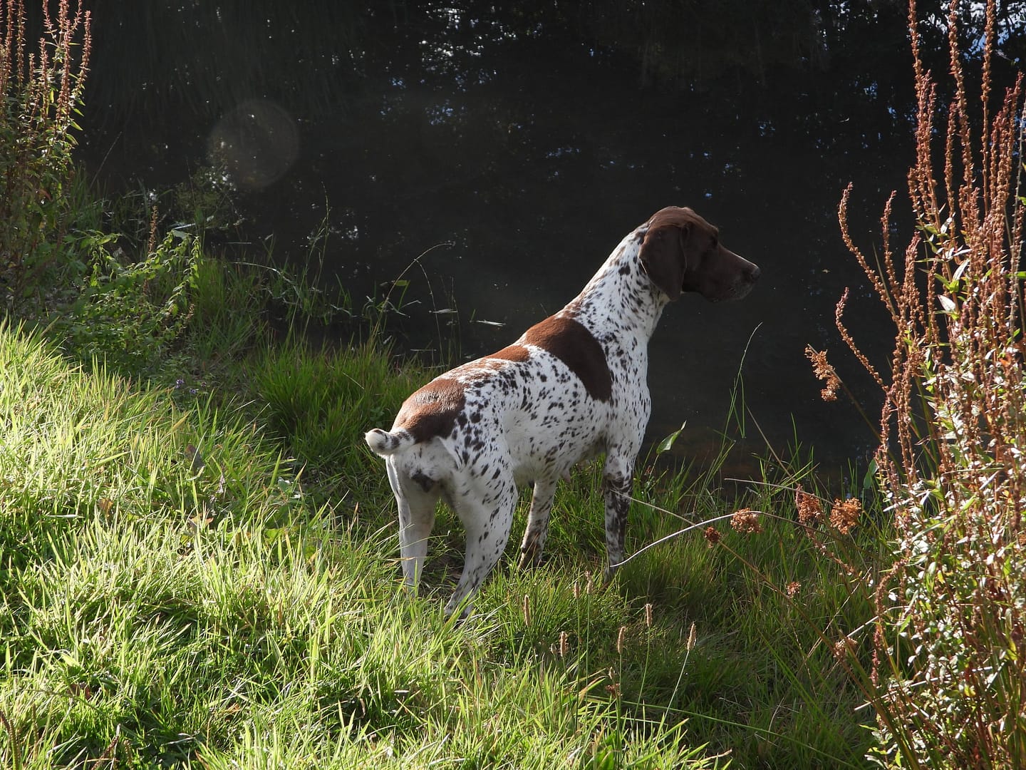 Blansch vom Hinschen- Hof