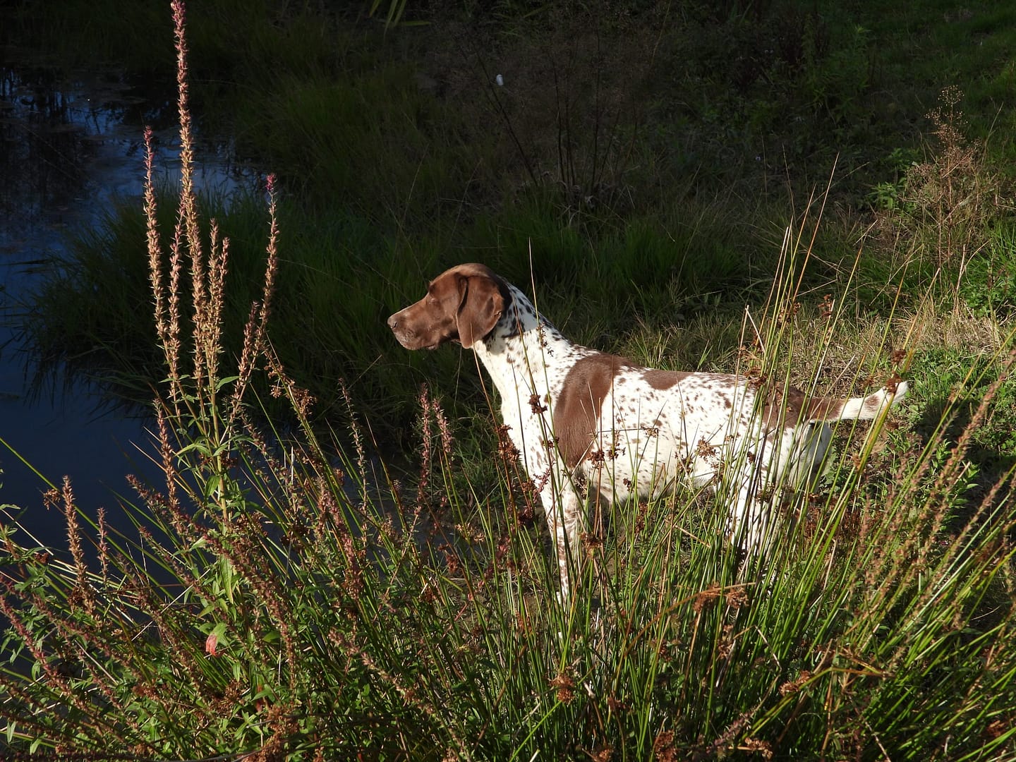 Blansch vom Hinschen- Hof