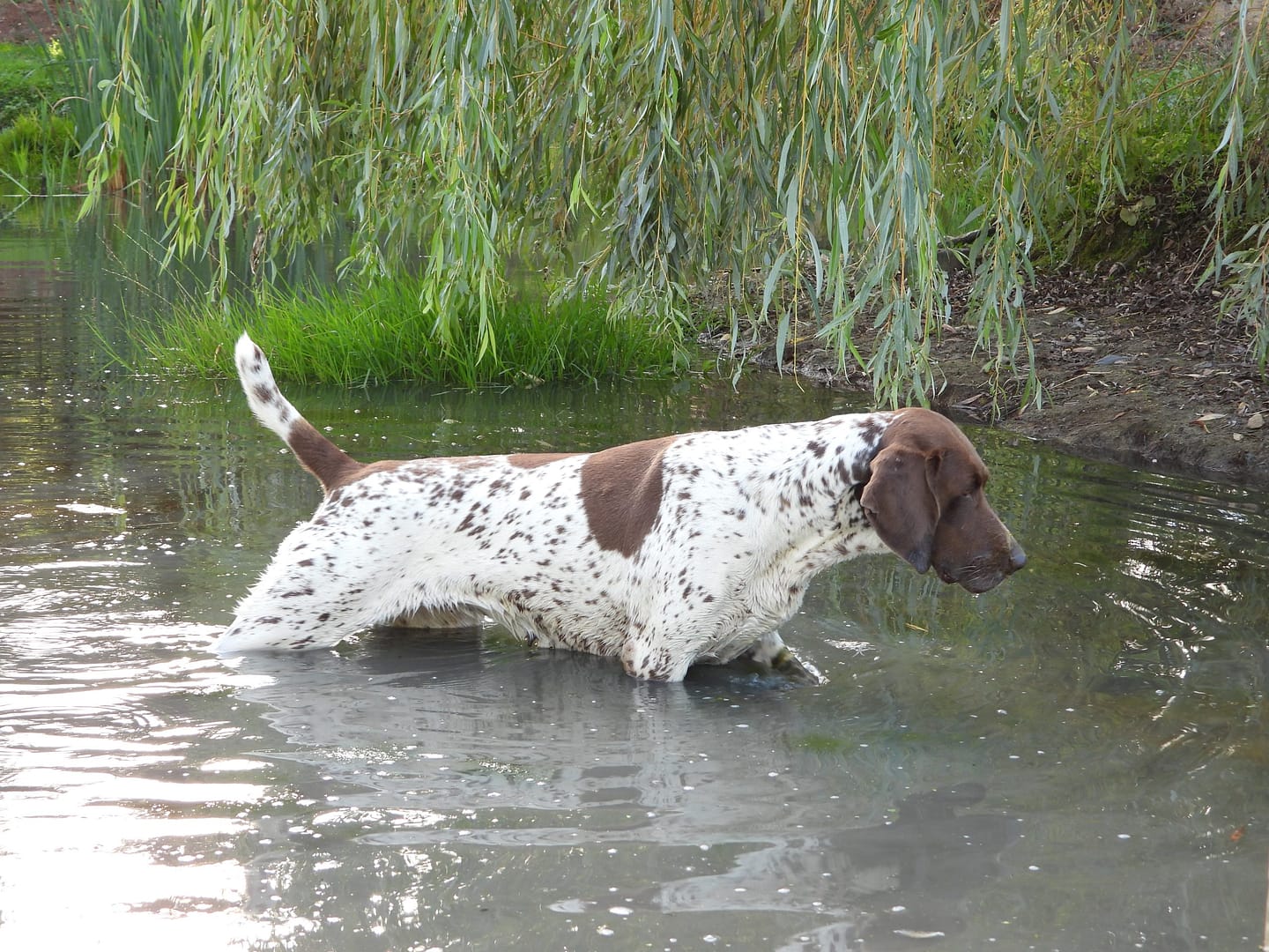 Blansch vom Hinschen- Hof