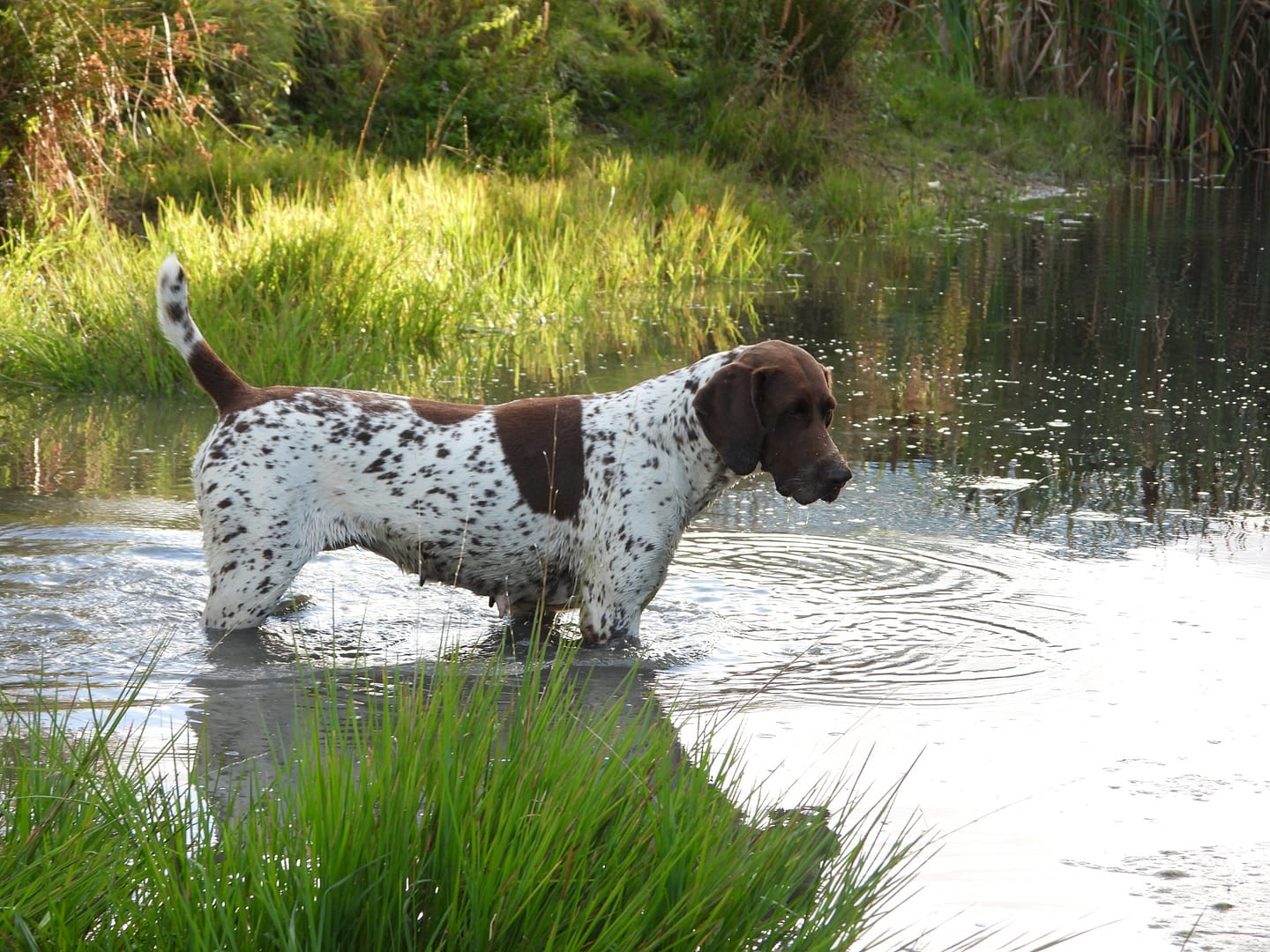 Blansch vom Hinschen- Hof