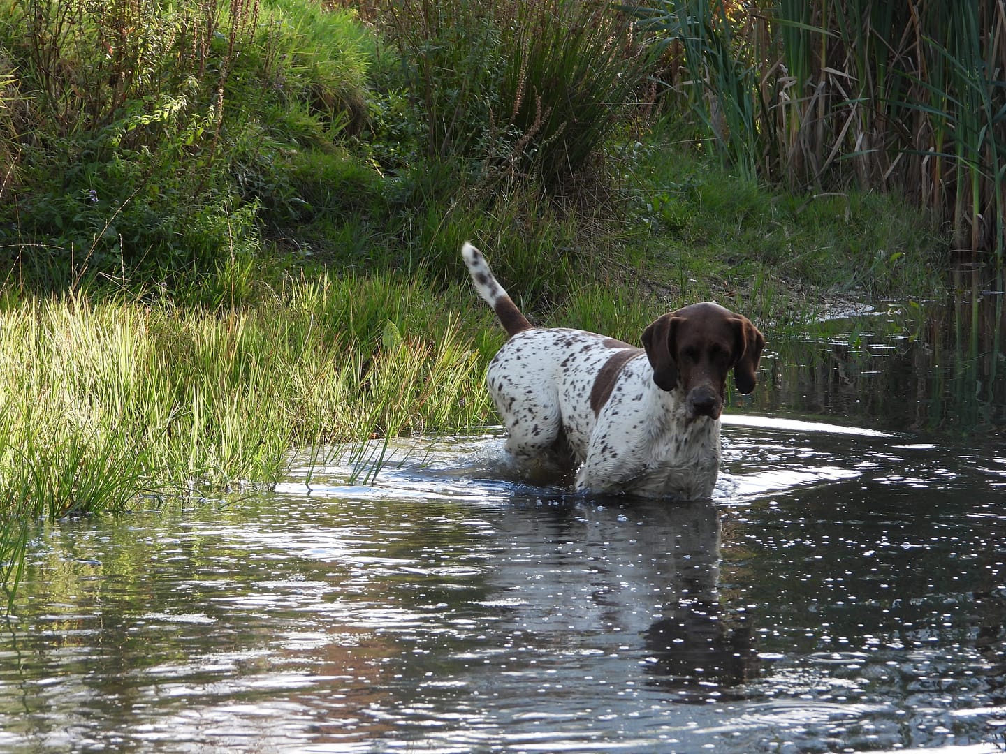 Blansch vom Hinschen- Hof