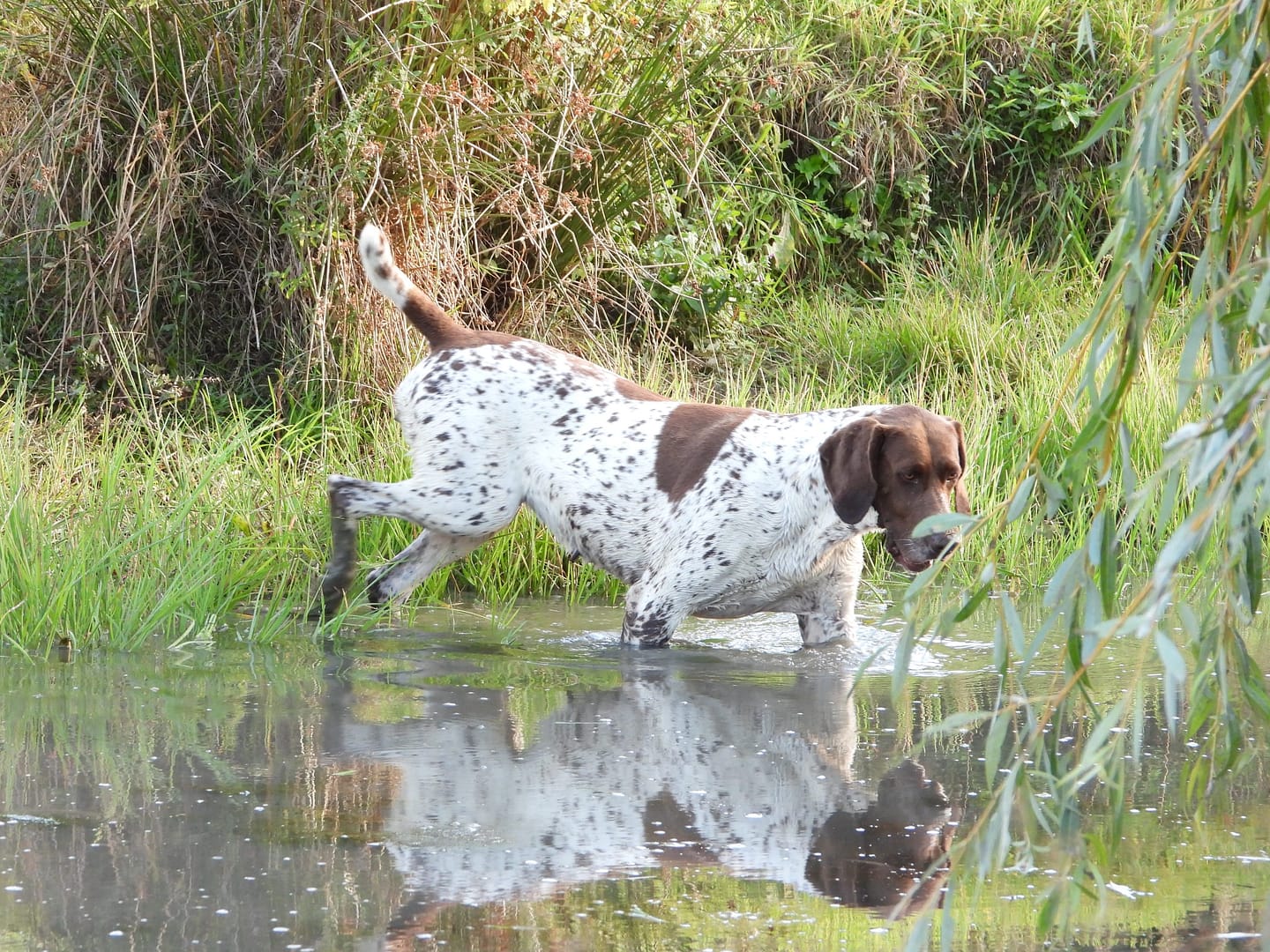Blansch vom Hinschen- Hof