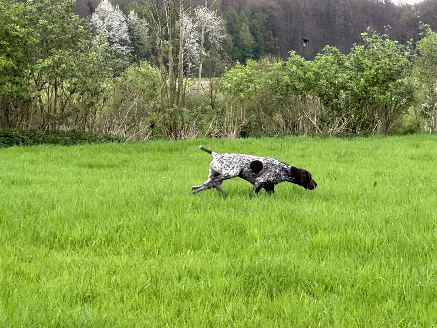 Bandit vom Rimpaustein