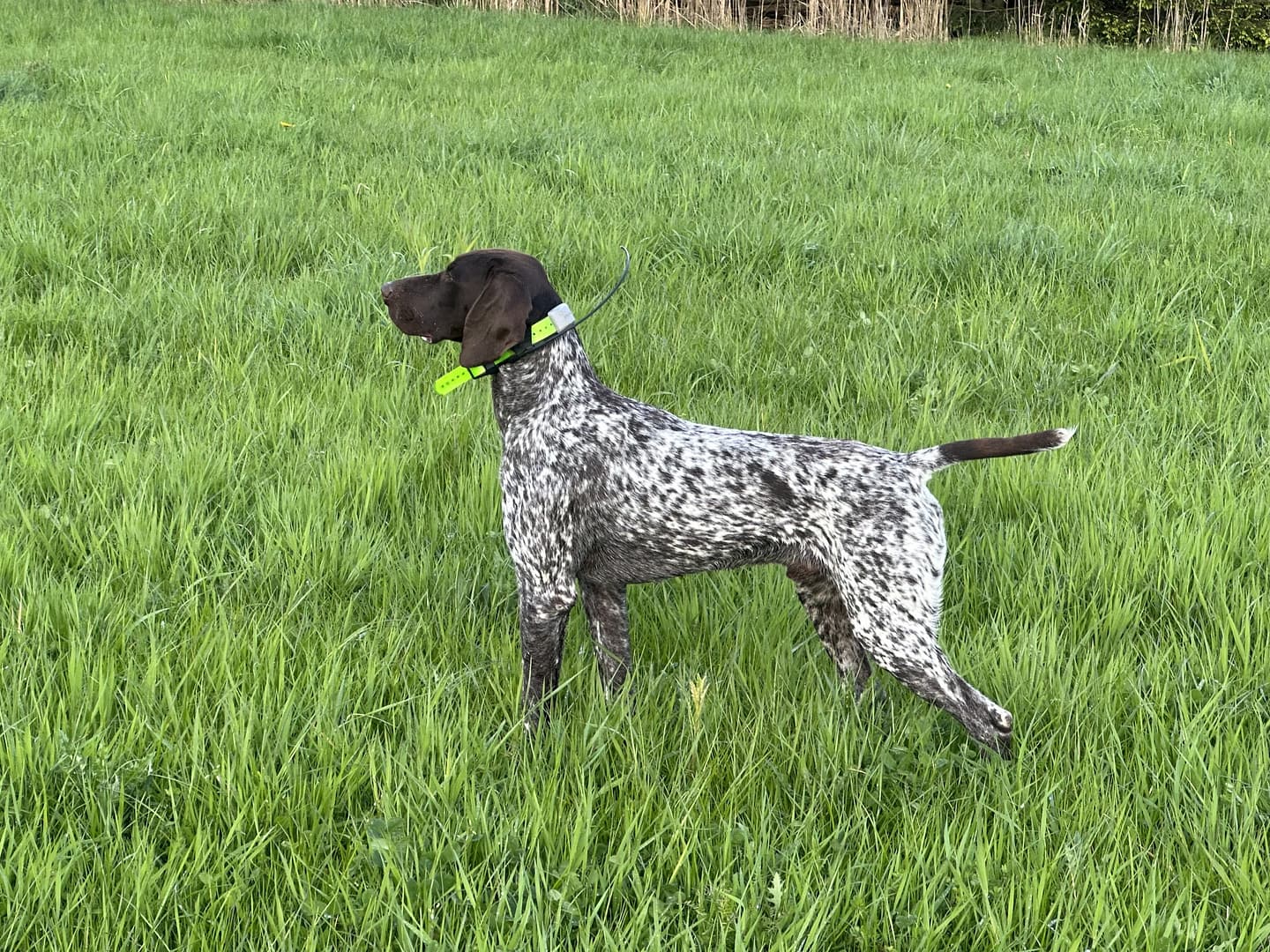 Bandit vom Rimpaustein