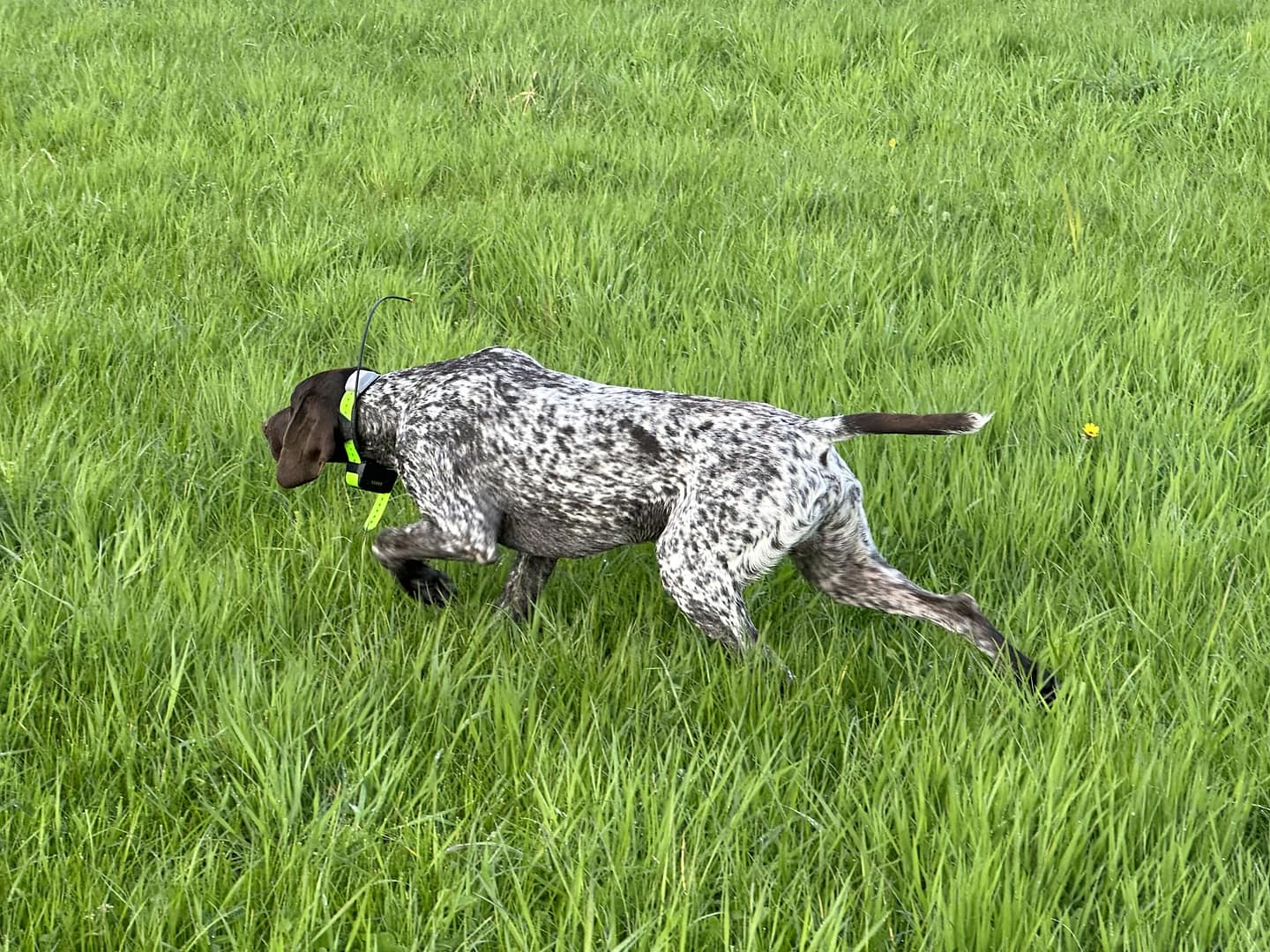 Bandit vom Rimpaustein