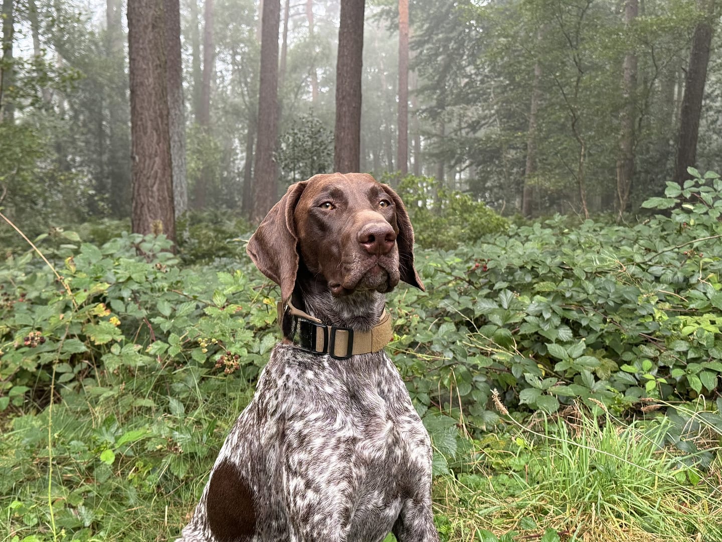 Bandit vom Rimpaustein
