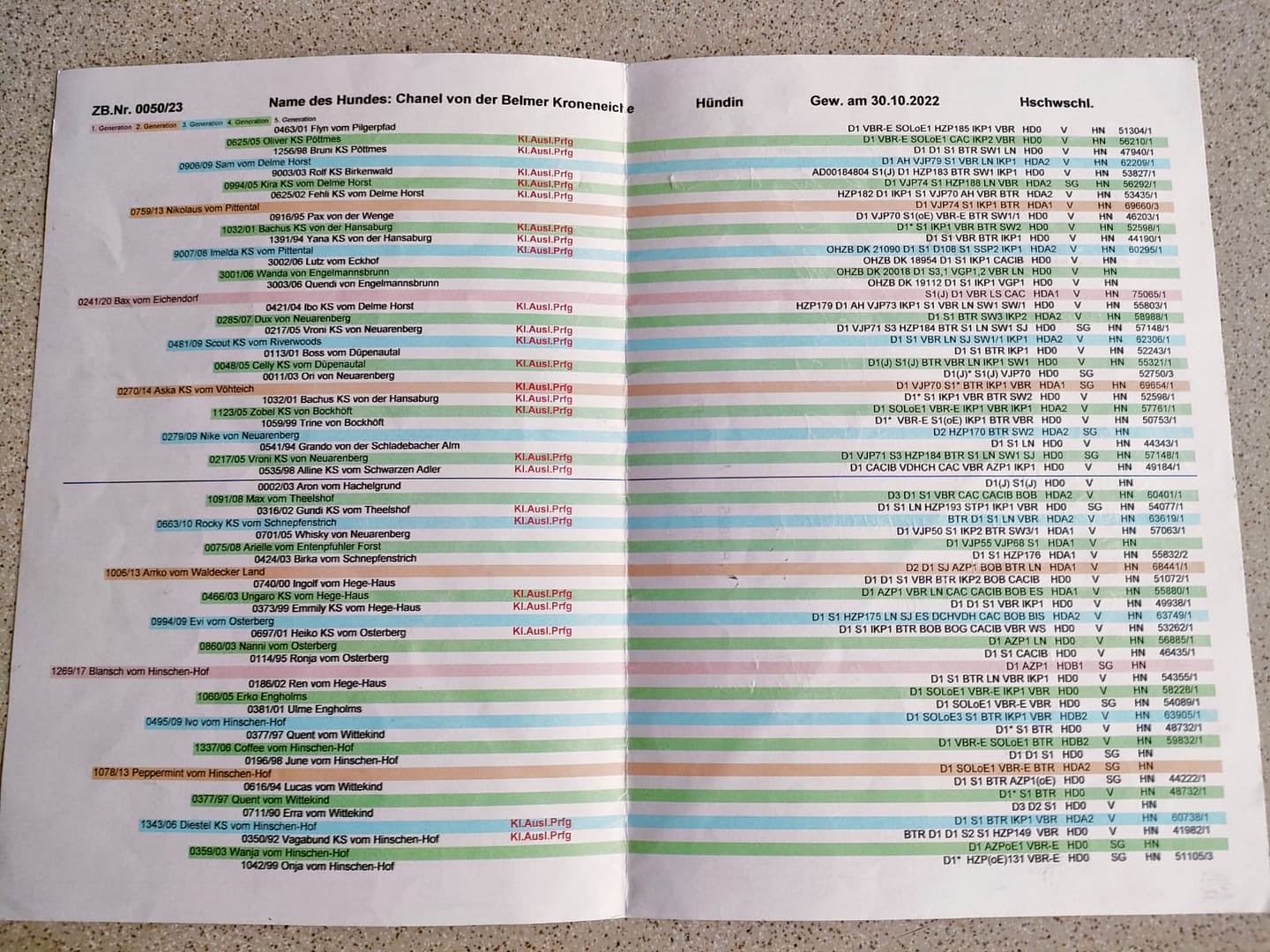 Chanel von der Belmer Kroneneiche