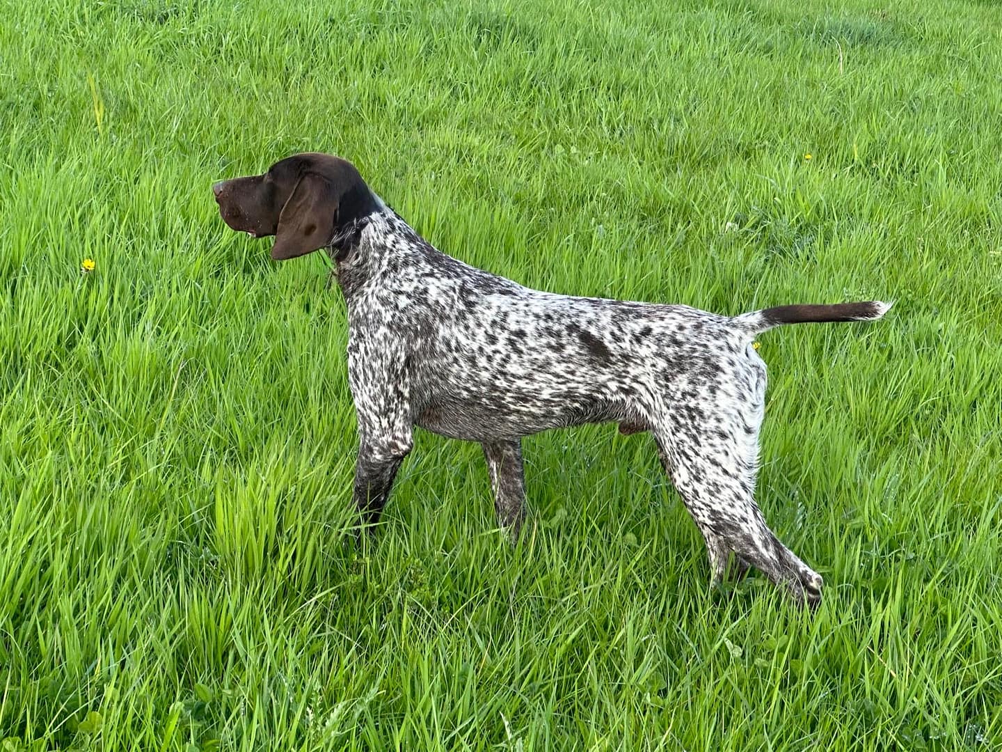 Bandit vom Rimpaustein