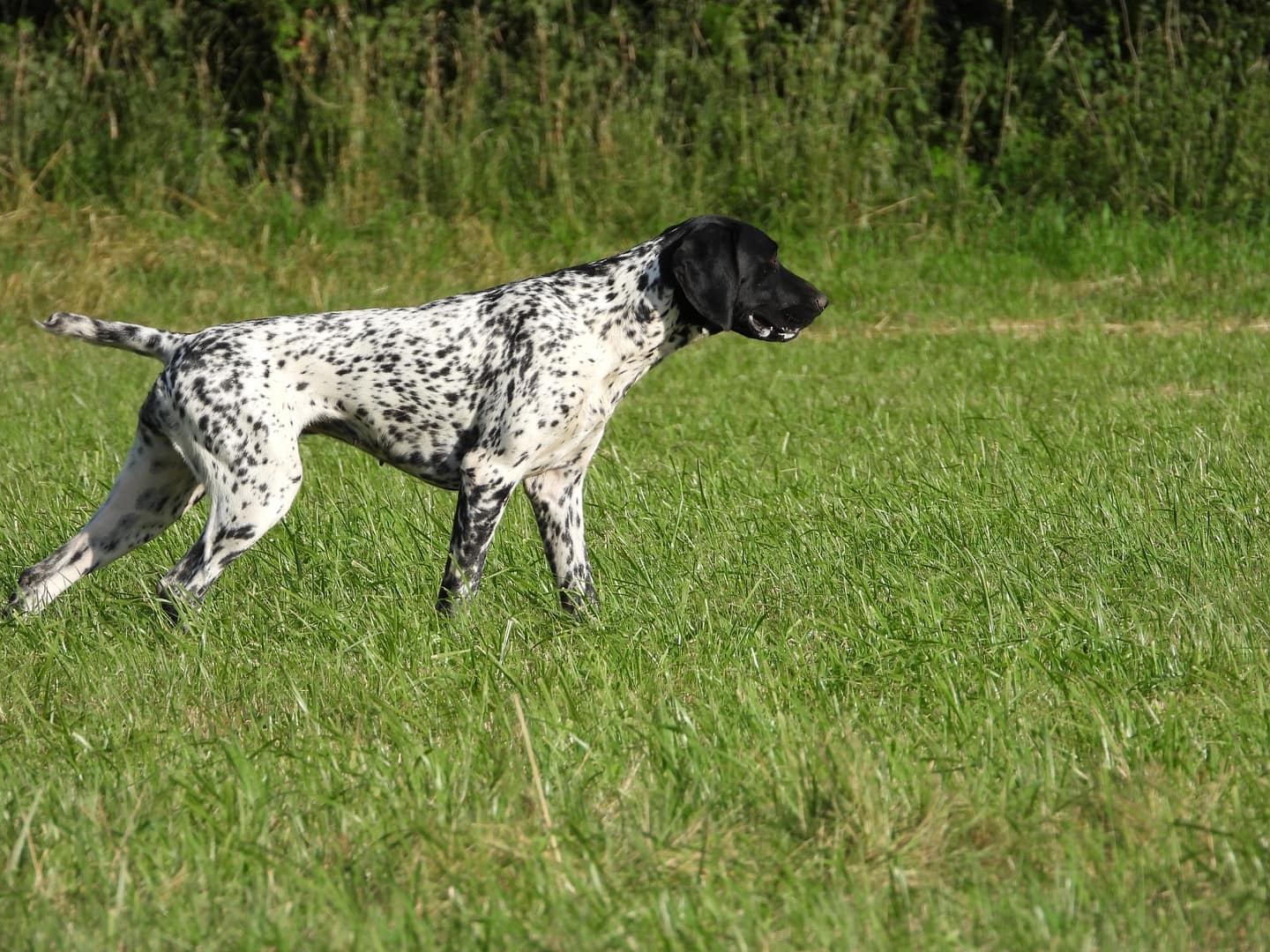 Chanel von der Belmer Kroneneiche