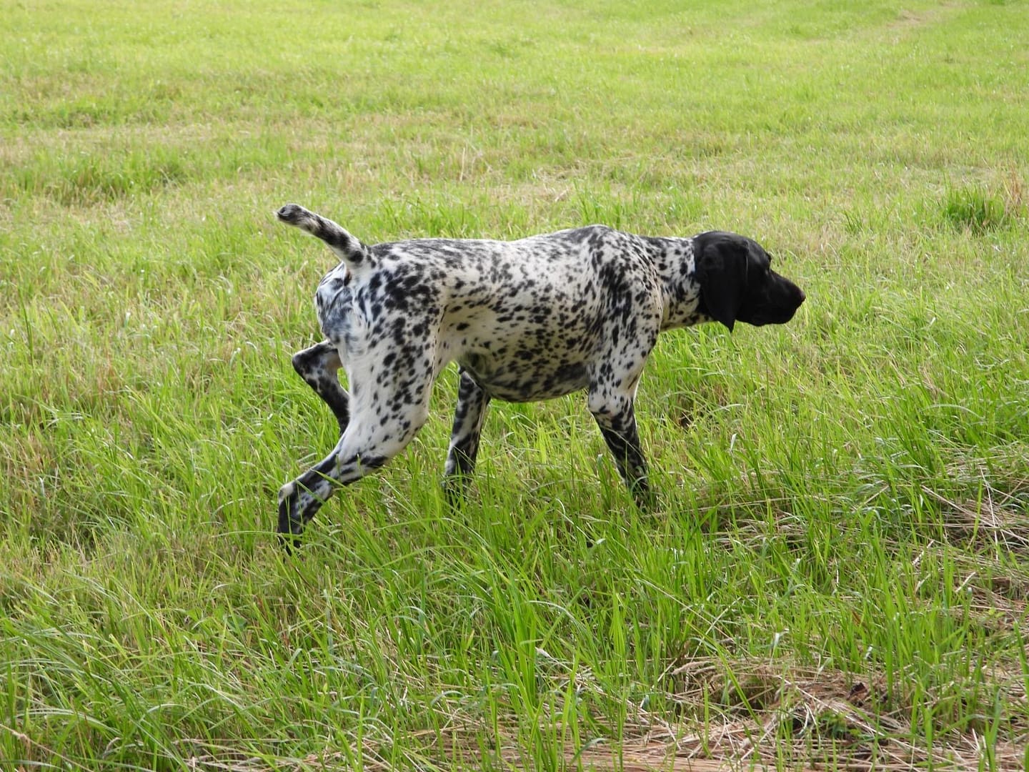 Chanel von der Belmer Kroneneiche