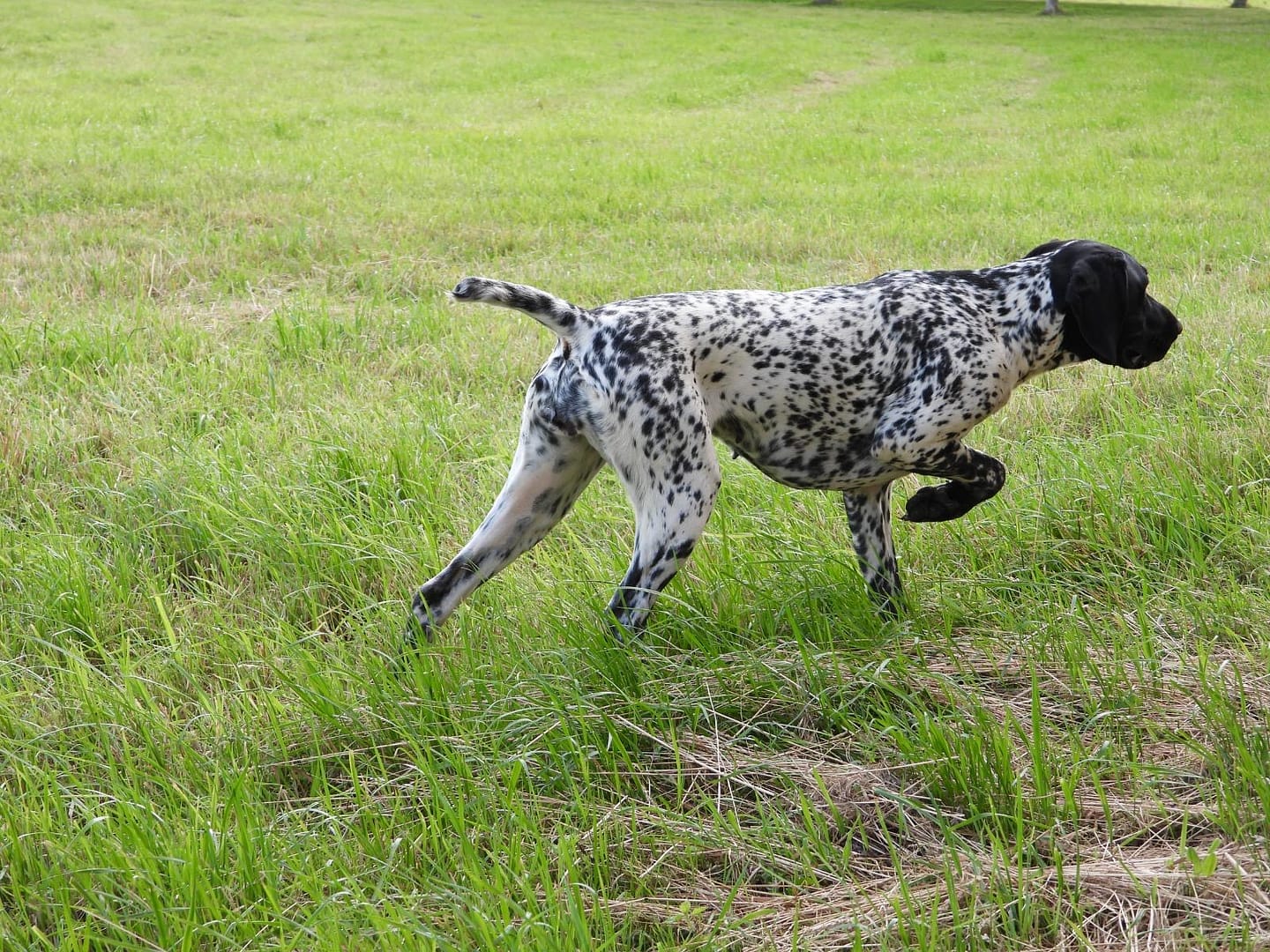Chanel von der Belmer Kroneneiche