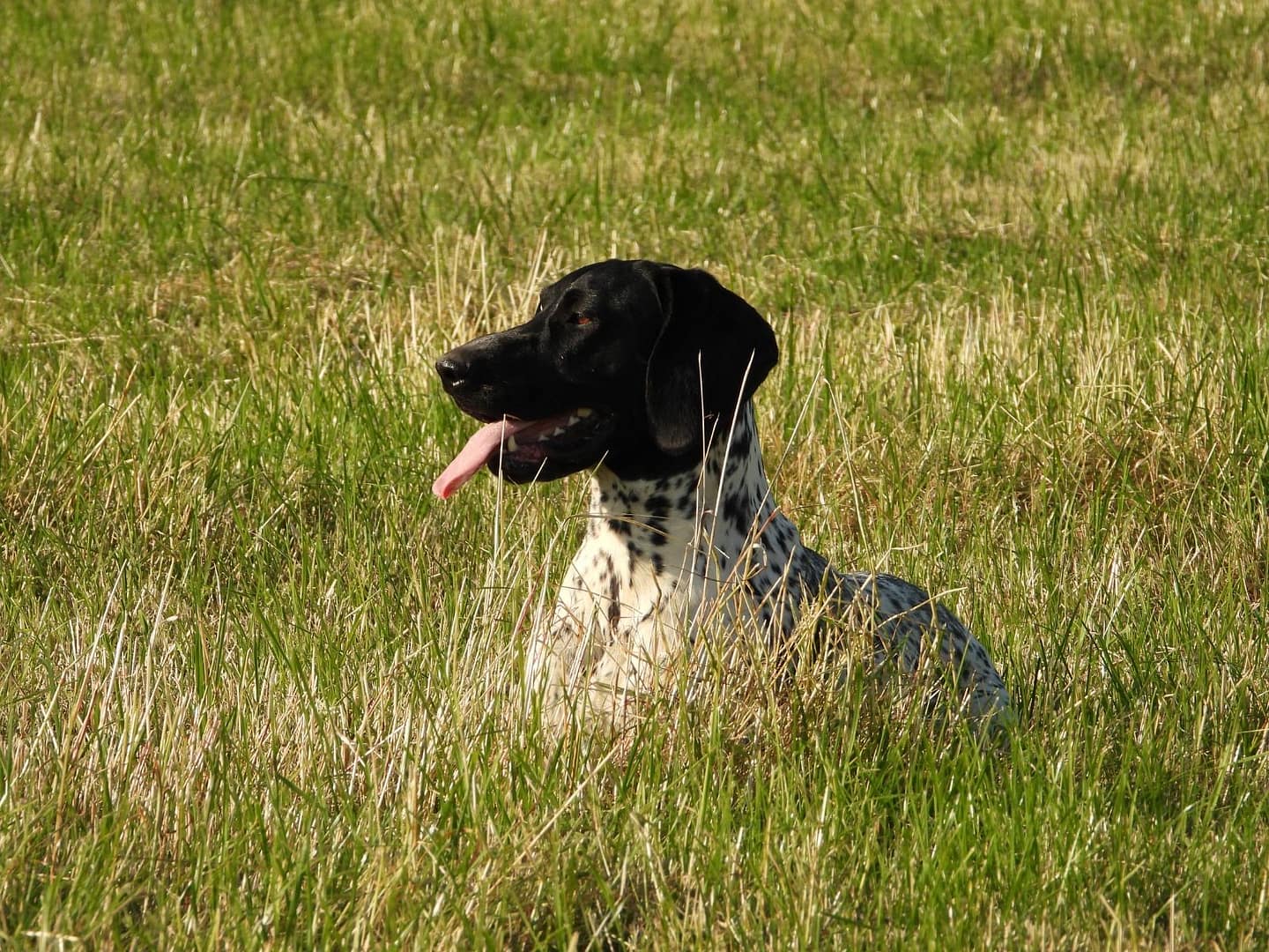 Chanel von der Belmer Kroneneiche