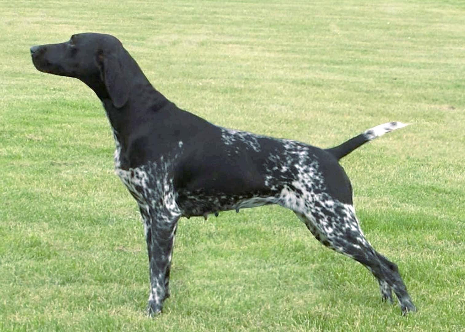 Ivy KS von der Madlage