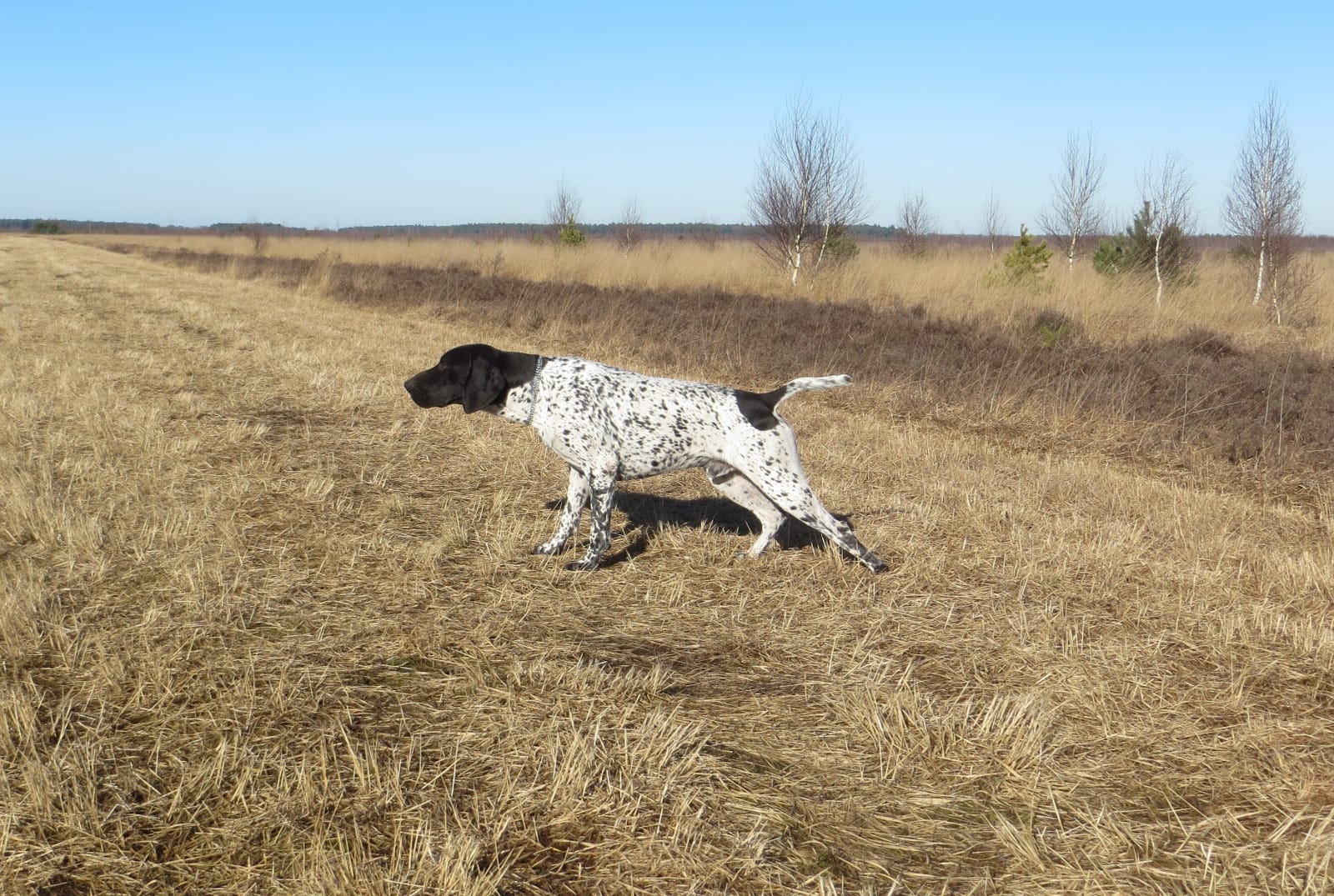 Geron vom Langen Berg