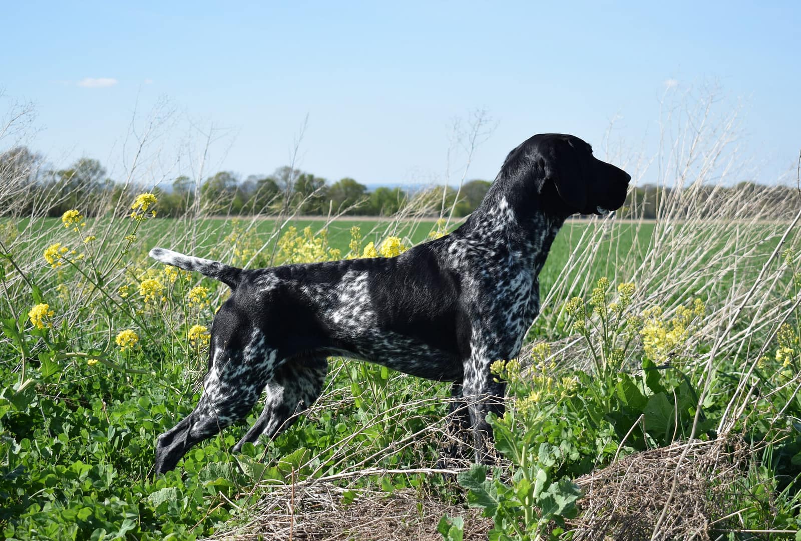 Bax vom Eichendorf, Foto: Falk Hennigs Bax vom Eichendorf, Foto: Falk Hennigs