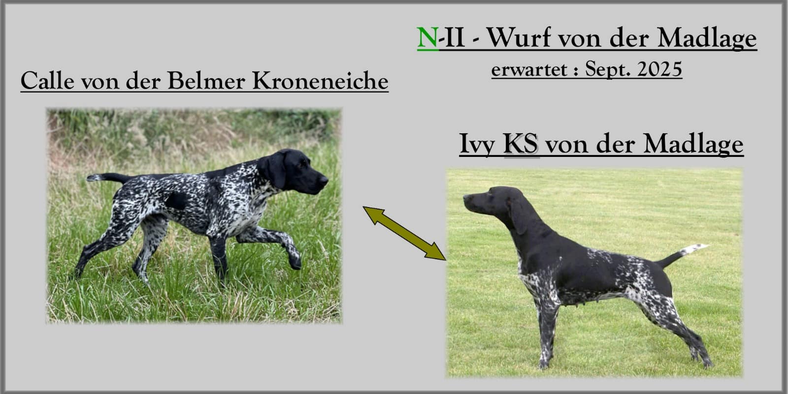 N II Wurf von der Madlage