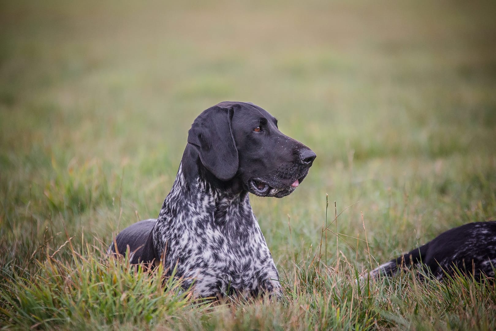 Bax vom Eichendorf, Foto: Falk Hennigs Bax vom Eichendorf, Foto: Falk Hennigs