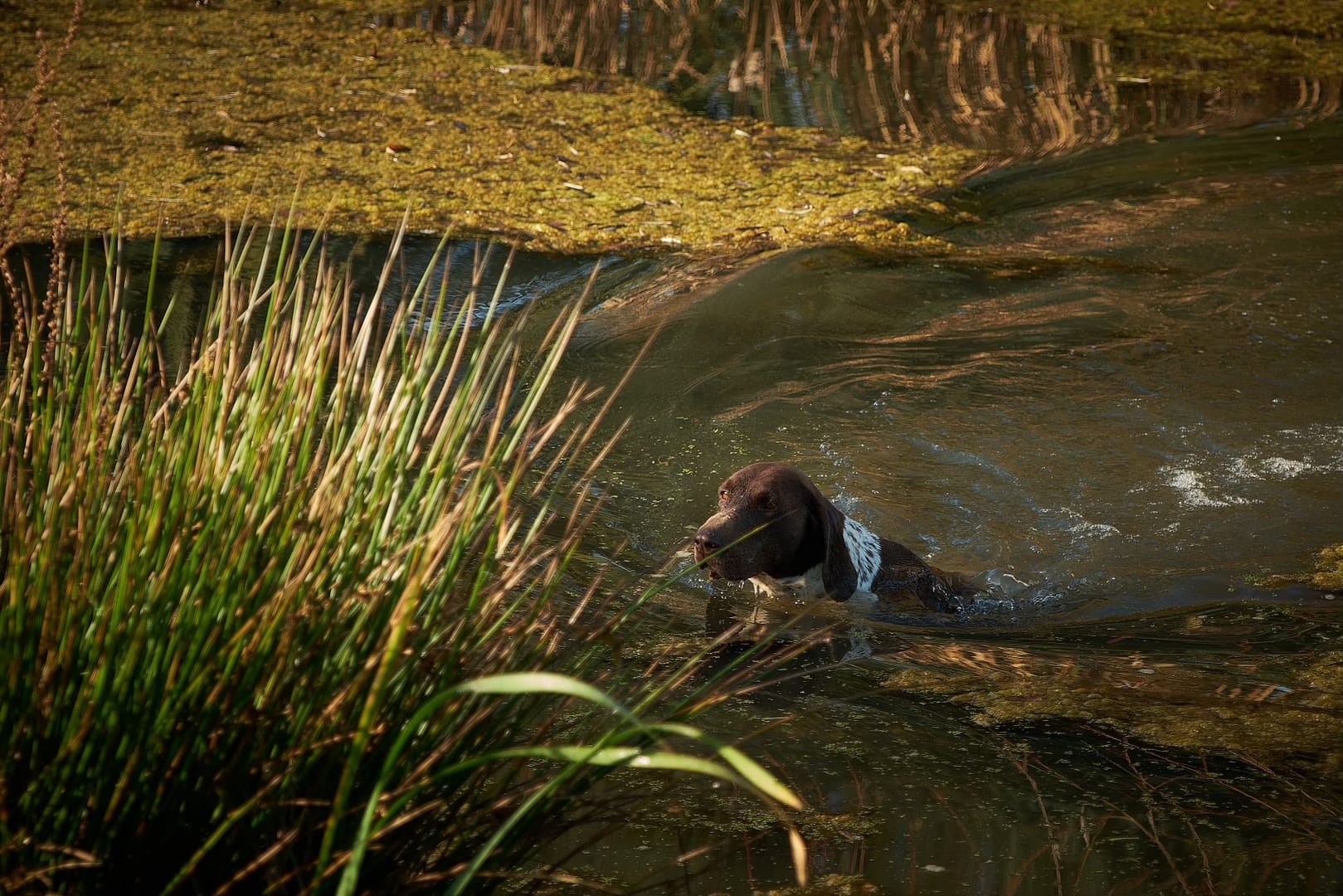 Baika von der Belmer Kroneneiche, Foto: Burkhard Hensing