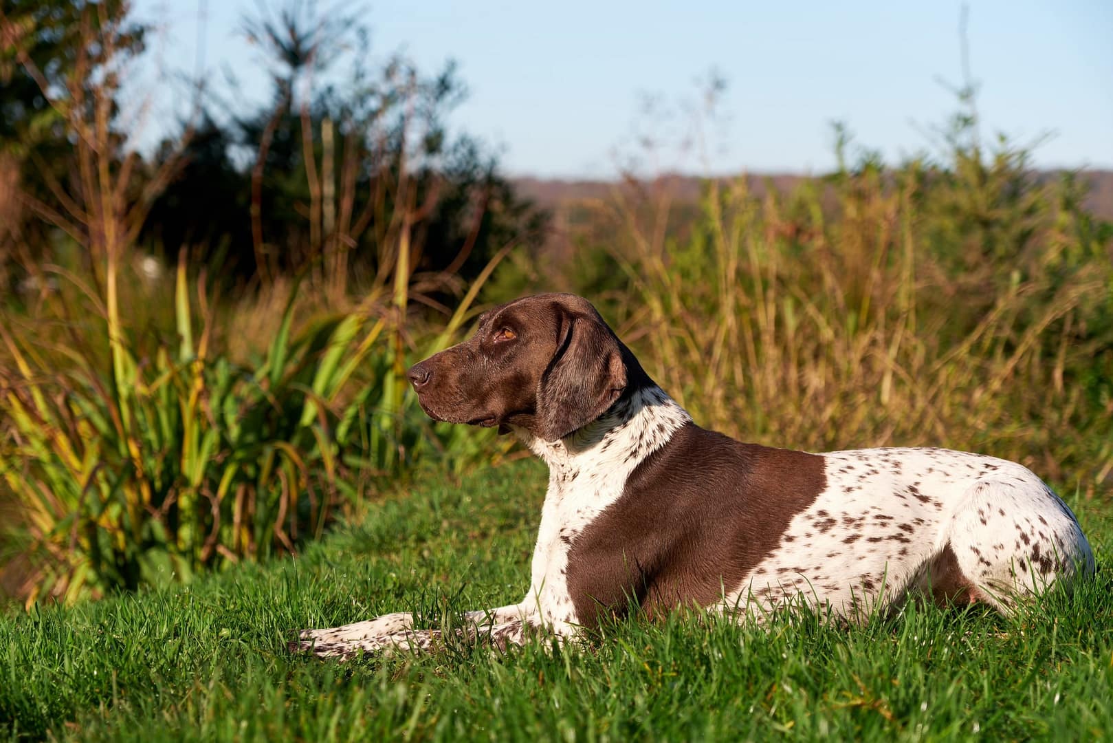 Baika von der Belmer Kroneneiche, Foto: Burkhard Hensing