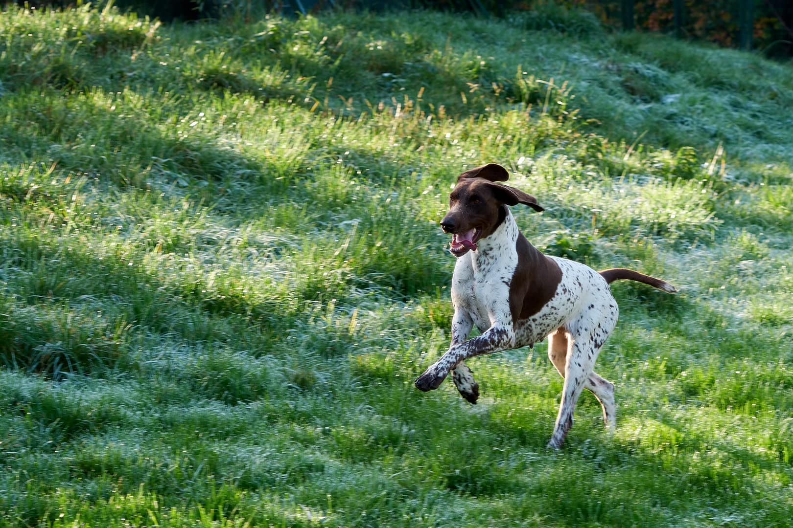 Baika von der Belmer Kroneneiche, Foto: Burkhard Hensing