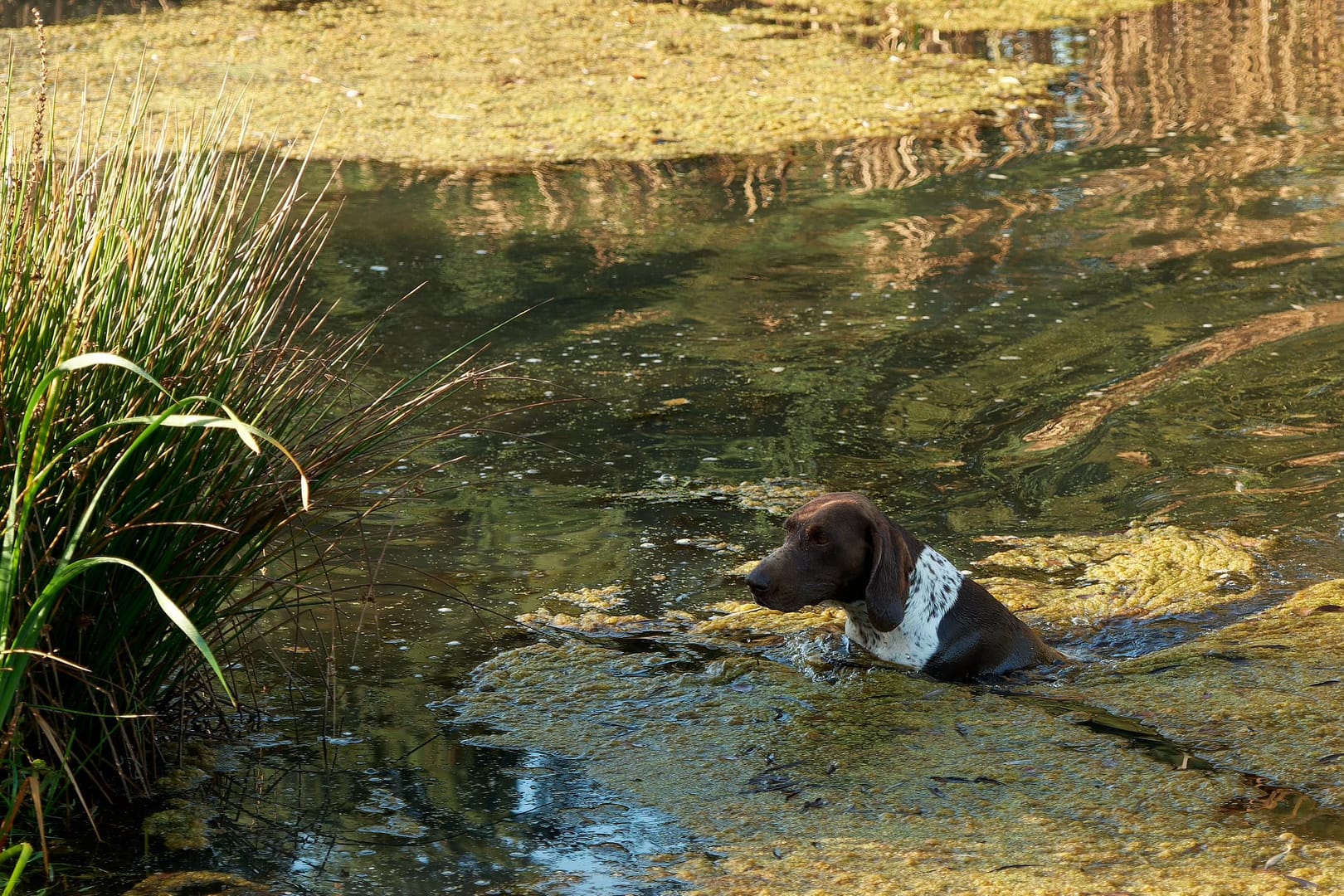 Baika von der Belmer Kroneneiche, Foto: Burkhard Hensing Baika von der Belmer Kroneneiche, Foto: Burkhard Hensing