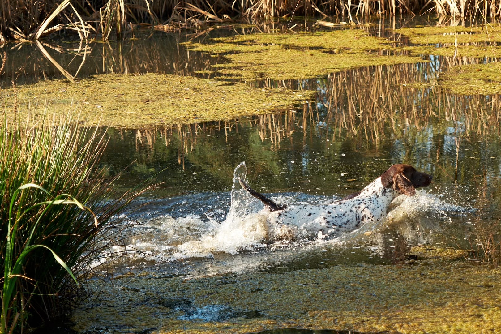 Baika von der Belmer Kroneneiche, Foto: Burkhard Hensing