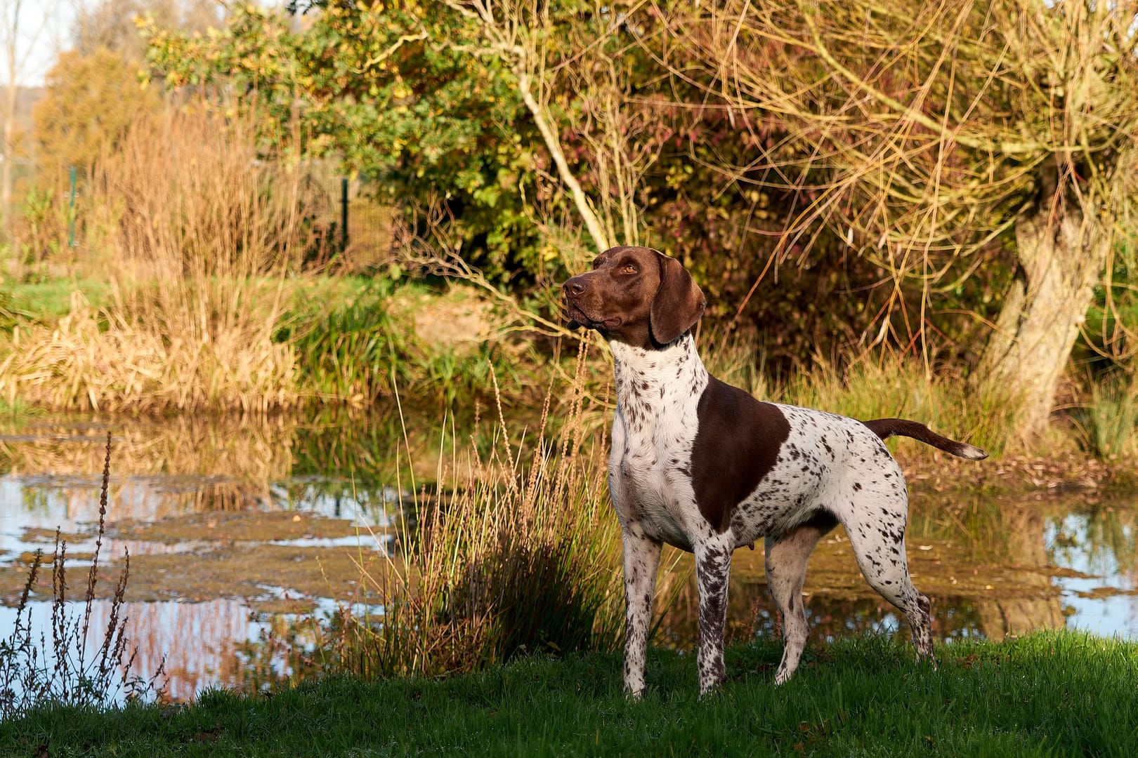 Baika von der Belmer Kroneneiche, Foto: Burkhard Hensing