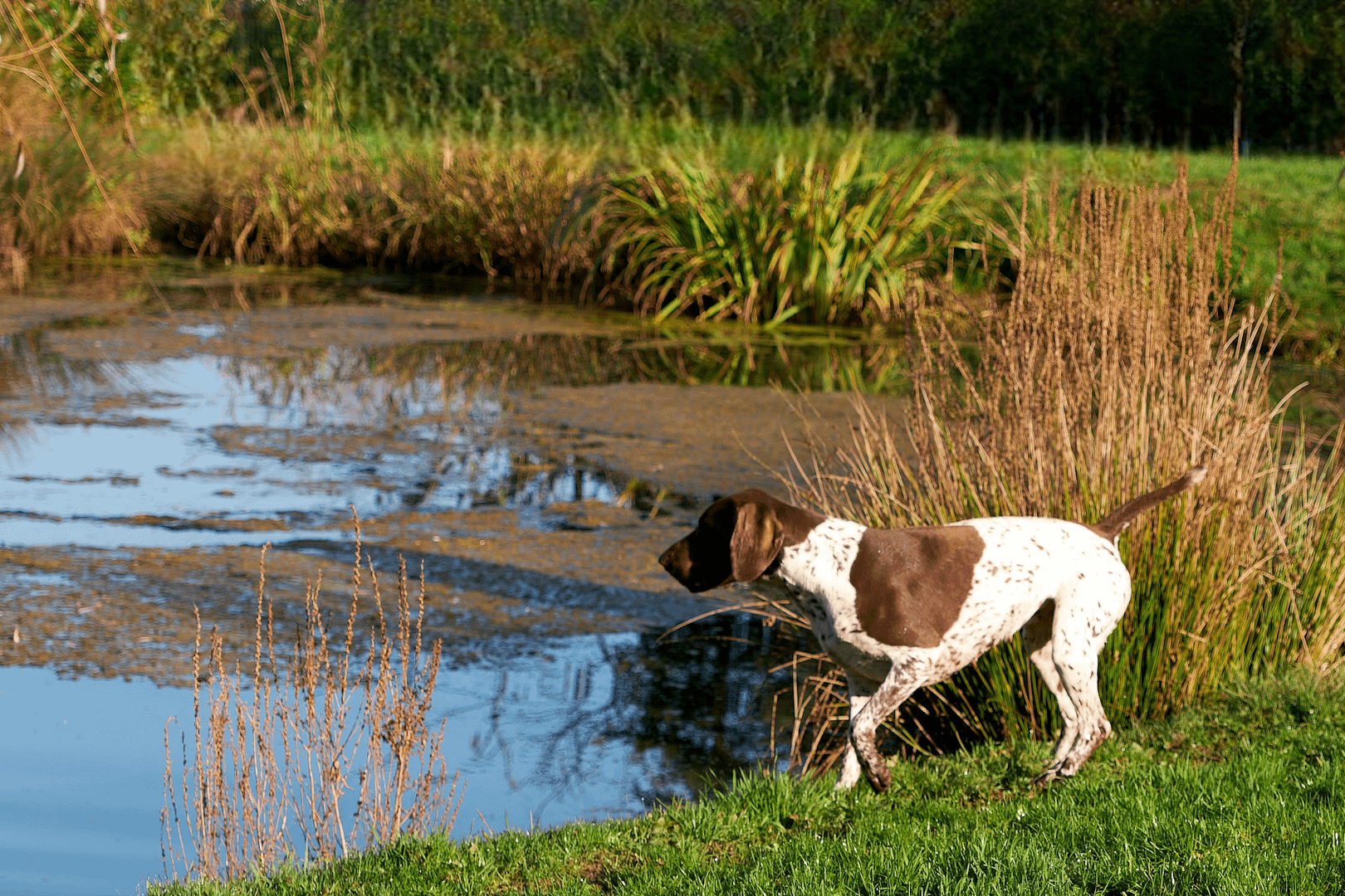 Baika von der Belmer Kroneneiche, Foto: Burkhard Hensing
