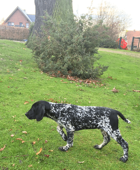 Vivant vom Hinschen- Hof