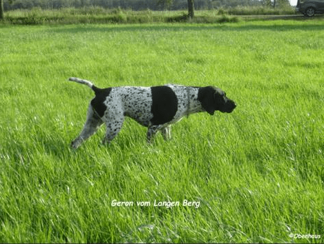 Geron vom Langen Berg