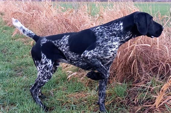 Bax vom Eichendorf, Foto: Falk Hennigs Bax vom Eichendorf, Foto: Falk Hennigs