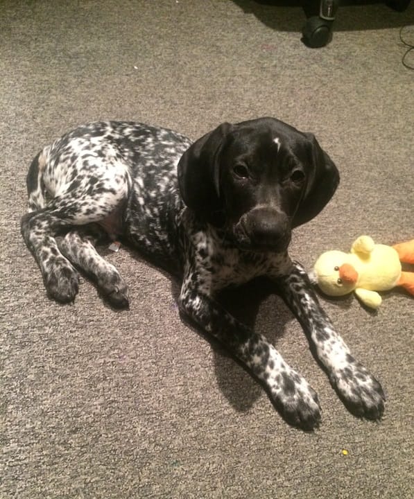 Vivant vom Hinschen- Hof