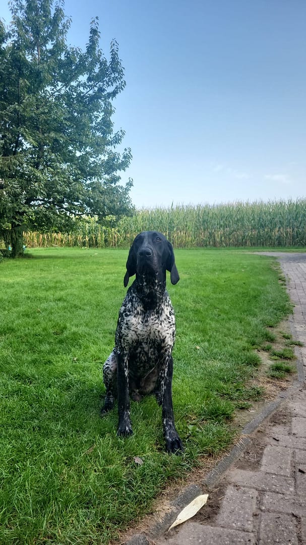 Dancer von der Belmer Kroneneiche