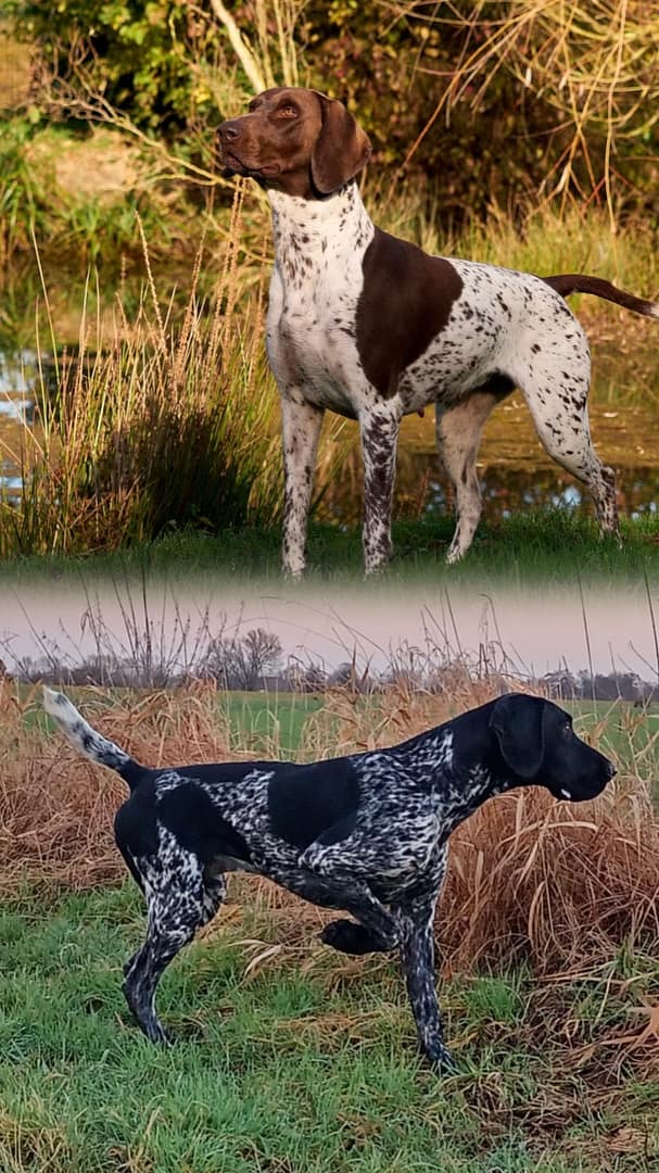 Baika von der Belmer Kroneneiche & Bax vom Eichendorf Baika von der Belmer Kroneneiche & Bax vom Eichendorf, Foto: Burkhard Hensing, Falk Hennigs