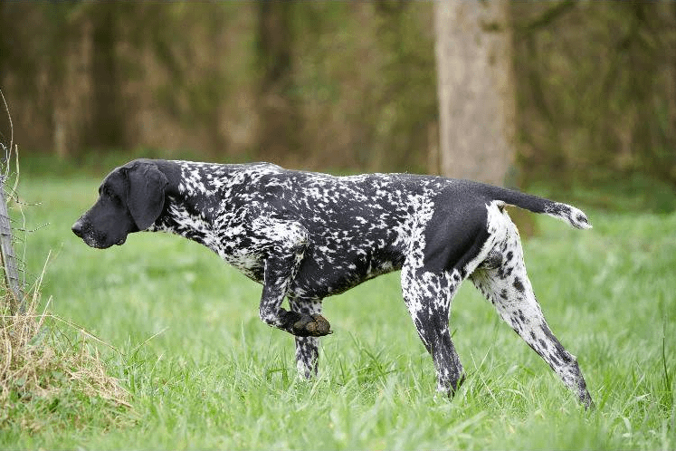 Vivant vom Hinschen- Hof