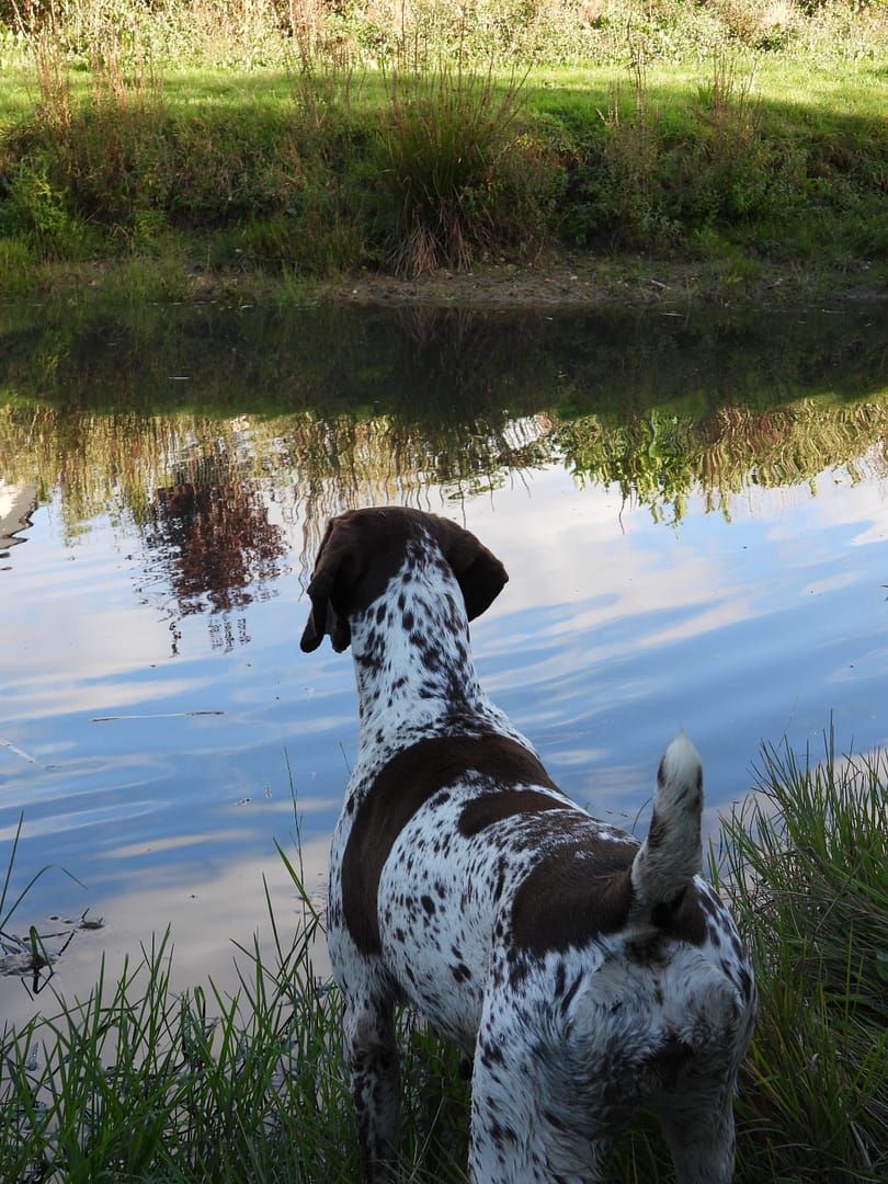 Blansch vom Hinschen- Hof