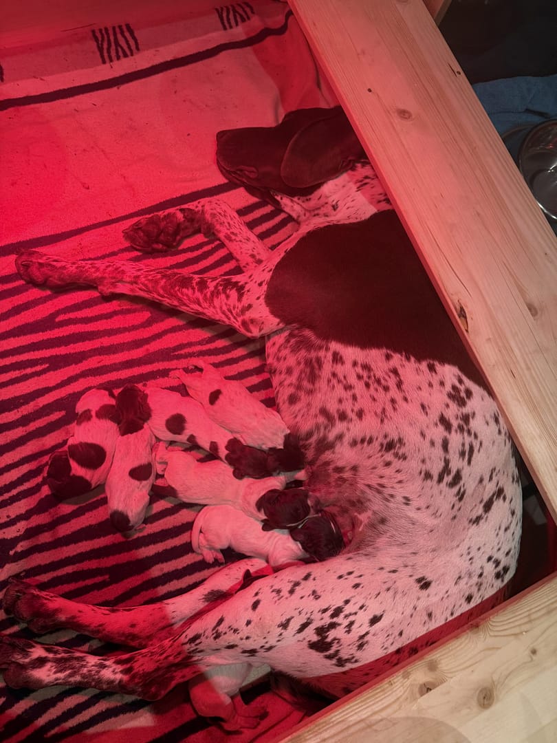 F Wurf von der Belmer Kroneneiche