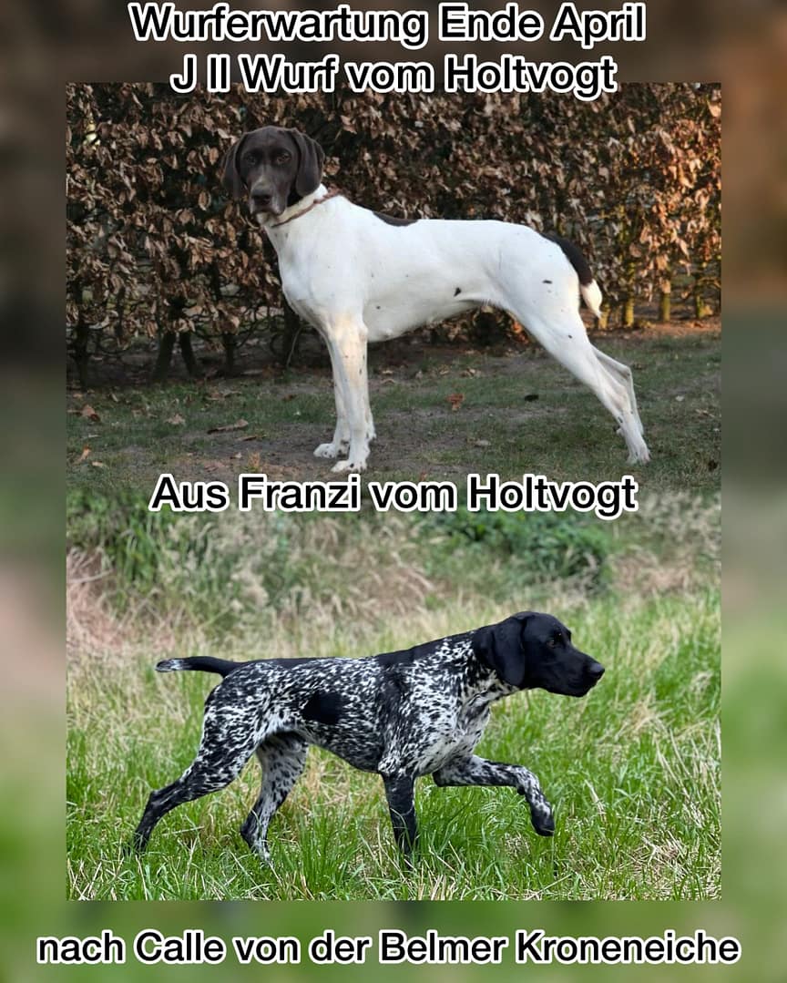 J ll Wurf vom Holtvogt